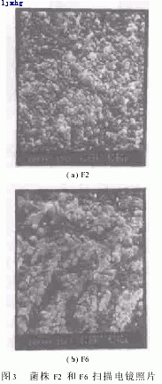 jk黑色丝袜美女被网站