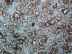 jk黑色丝袜美女被网站